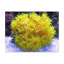 Orange Sun Coral Post Card