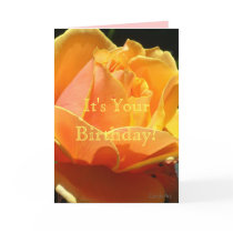 Orange Sun Rose