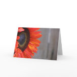 Orange Sunflower Blaze Greeting Cards