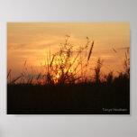 Orange Sunset Posters