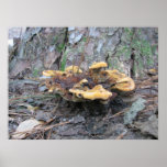 Orange Swirl Mature Mushroom Print