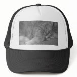 Orange Tabby Cat/Black & White Photo Hats