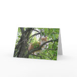 Orange Tabby Cat in Tree cards