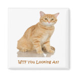 Orange Tabby Cat magnets