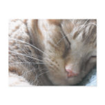 Orange Tabby Cat Postcard