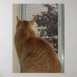 Orange Tabby Cat Poster