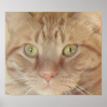 Orange Tabby Cat Poster