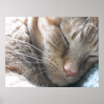 Orange Tabby Cat Posters