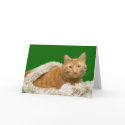 Orange tabby Christmas cards
