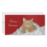 Orange tabby Christmas photo cards