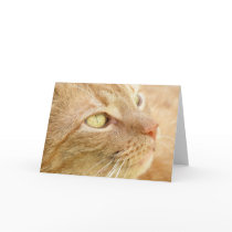 Orange Tabby Greeting Card