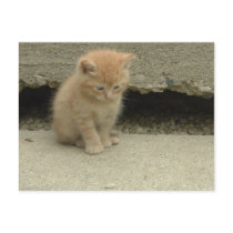Orange Tabby Kitten Post Card