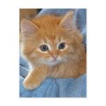 Orange Tabby Kitten Postcards