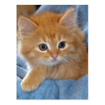 Orange Tabby Kitten Postcards
