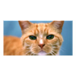 Orange Tabby Kitty Kitten Cat Photo Card Template