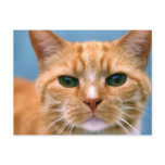 Orange Tabby Kitty Kitten Cat Postcard