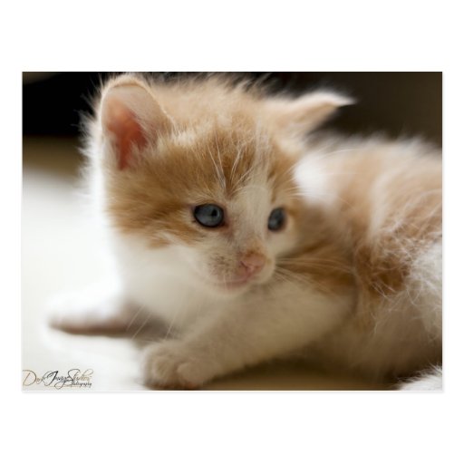 Orange Tabby Postcard