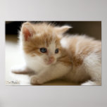 Orange Tabby Print