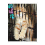 Orange Tabby Shelter Kitten Postcards