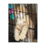 Orange Tabby Shelter Kitten Postcards