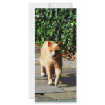 Orange Tabby Taking a Walk rack cards