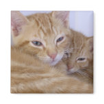 Orange Tabbys magnets