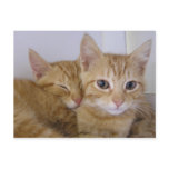 Orange Tabbys postcards