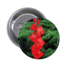Orange Tiger Flame Gladiolus flowers Button