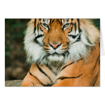 Orange Tiger Greeting Card