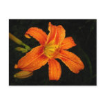 Orange Tiger Lily Flowers Postcards