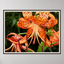 Orange Tiger Lily Flowers Poster