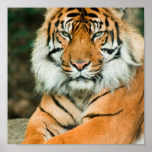 Orange Tiger Poster Print