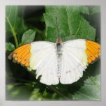 Orange Tipped White Buterfly Print