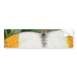 Orange Tipped White Wing Butterfly Bumper Sticker bumper stickers