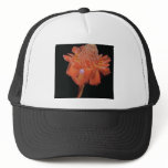 Orange Torch ginger (Phaeomeria magnifica) flowers hats
