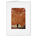 Orange tree cards