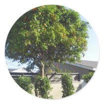 Orange Tree Sticker