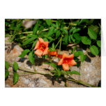 Orange Trumpet Flowers Card