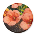 orange trumpets magnets