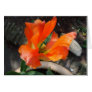 orange tulip cards
