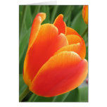 Orange Tulip Cards