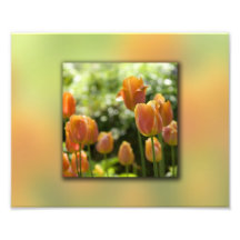 Orange Tulip Flowers Photo