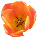 Orange Tulip Photo Sculpture photo sculptures