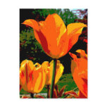 Orange tulip postcards