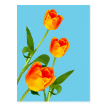 Orange Tulip Postcard