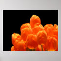 Orange Tulips posters