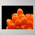 Orange Tulips posters