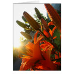 Orange Un Bloomed Cards