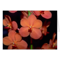 Orange Vanda flowers cards