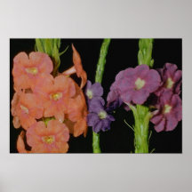 Orange Verbena (Stachytarpheta layennensis) flower Poster